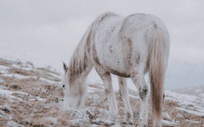 WINTERZORG VOOR PAARDEN